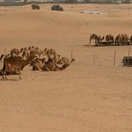 Survival-Training in der Wüste ...